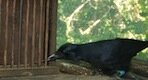 New_caledonian_crow_using_tool