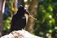 new_caledonian_crow_using_stick